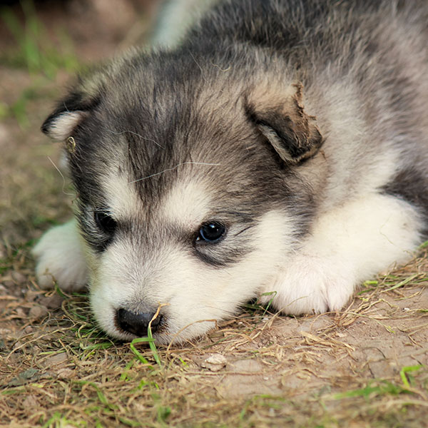 #1 | Alaskan Malamute Puppies For Sale In Florida