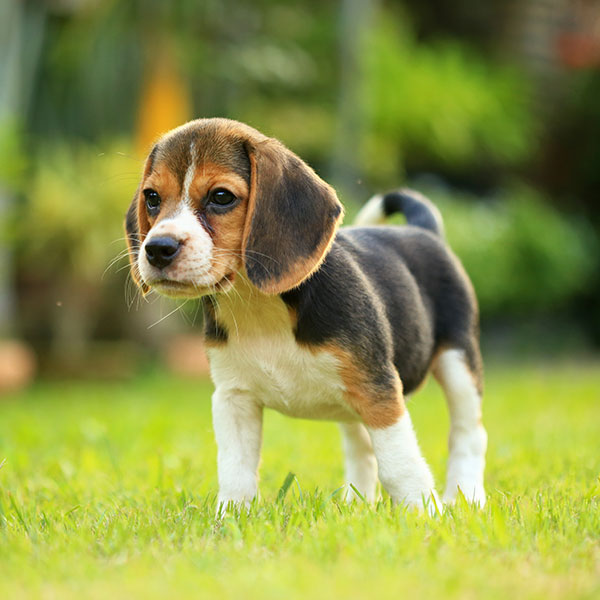 1 Rated Breeder In California With Beagle Puppies For Sale