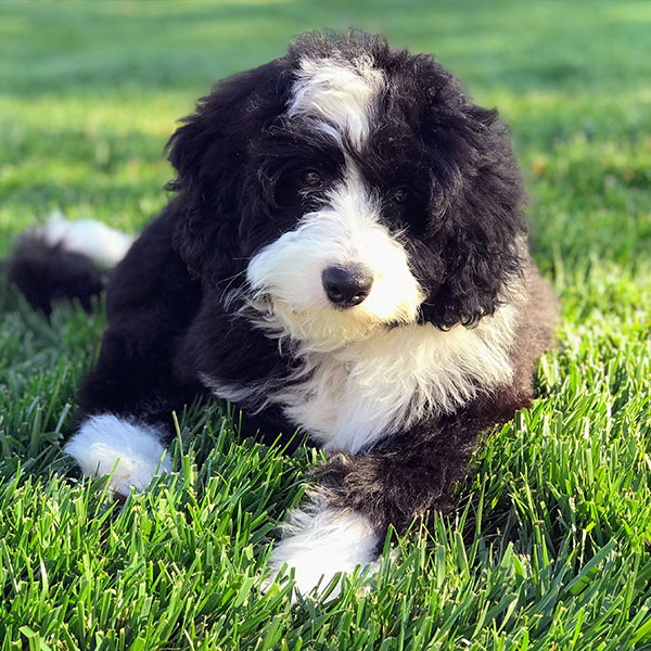 1 Bernedoodle Puppies For Sale In New York Uptown
