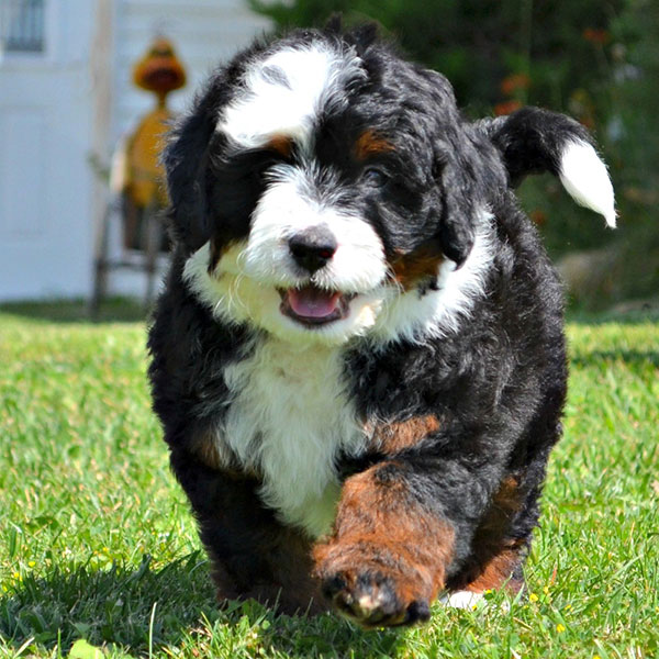 1 Bernedoodle Puppies For Sale In Detroit MI Uptown