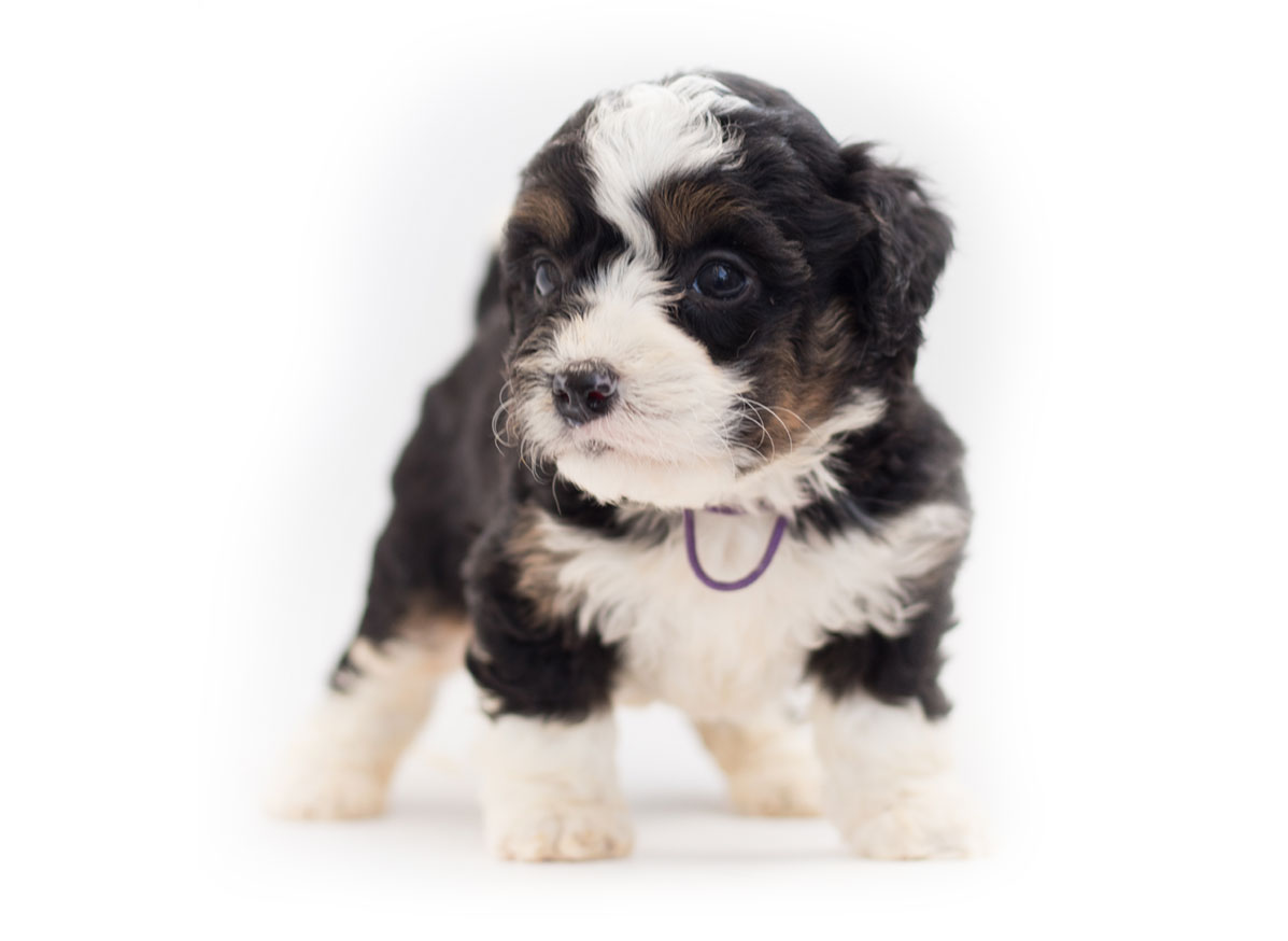 Bernedoodle Puppies for Sale in Orlando FL by Uptown Puppies