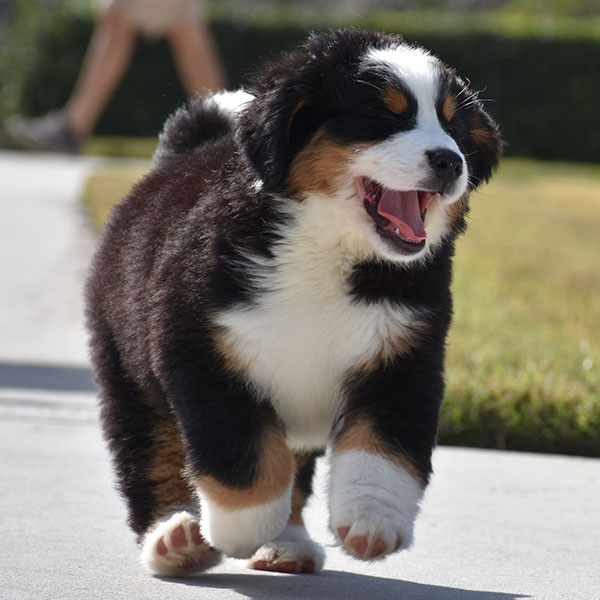 1 Bernese Mountain Dog Puppies For Sale In Florida
