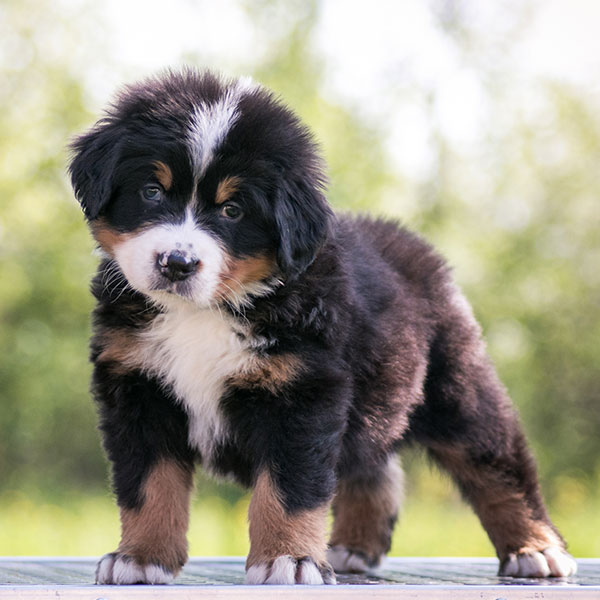 Bernese Mountain Dog puppies for sale