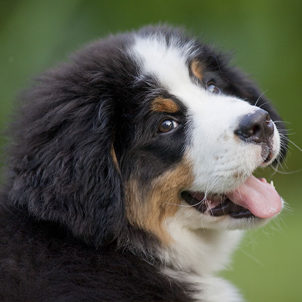 1 Bernese Mountain Dog Puppies For Sale In Seattle WA