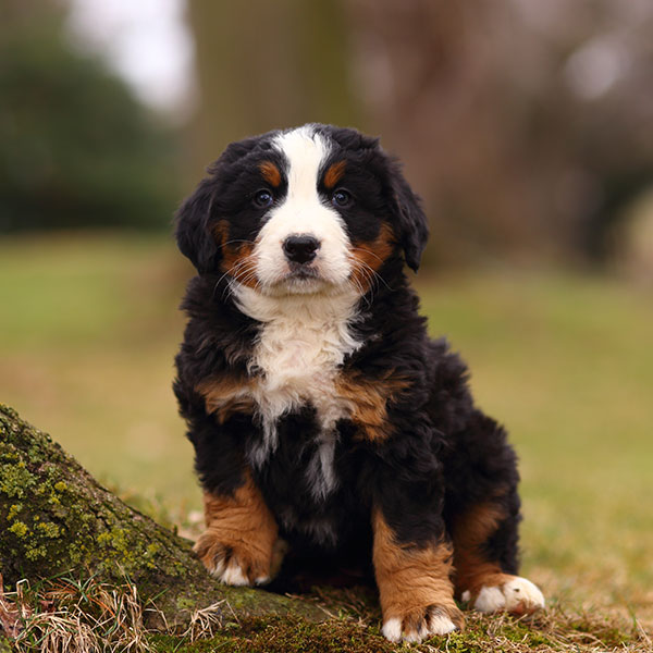 1 Bernese Mountain Dog Puppies For Sale In Seattle WA
