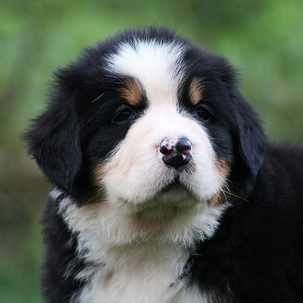 1 Bernese Mountain Dog Puppies For Sale In Texas