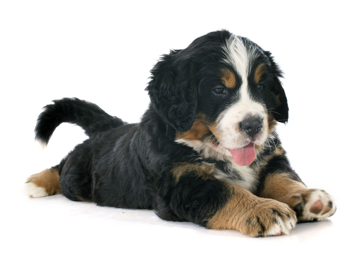 Bernese Mountain Dog puppies for sale by Uptown Puppies