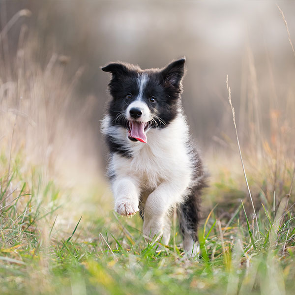 1 Border Collie Puppies For Sale In Texas Uptown