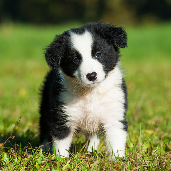 1 Border Collie Puppies For Sale In Austin TX Uptown