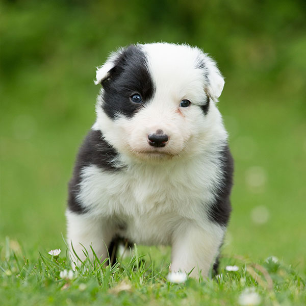 mini collie puppies for sale texas