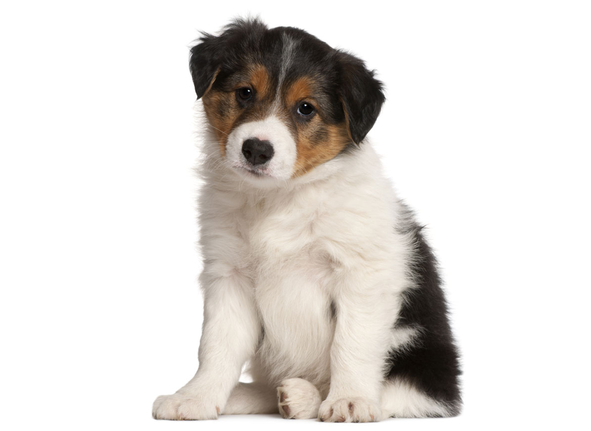 Border Collie puppies for sale by Uptown Puppies