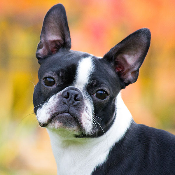 1 Boston Terrier Puppies For Sale In Texas Uptown