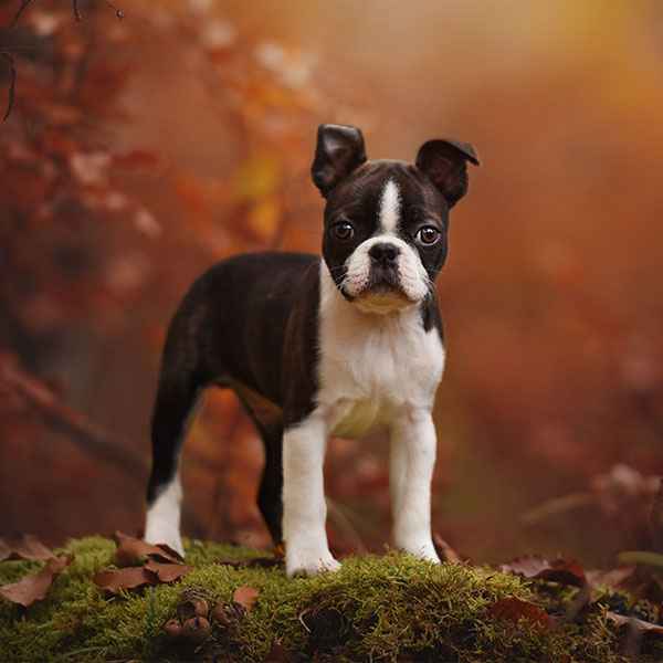 1 Boston Terrier Puppies For Sale In Dallas TX Uptown