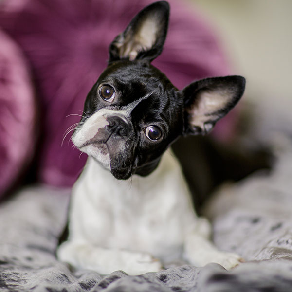 Boston Terrier Miniature Puppies For Sale - Photos All Recommendation