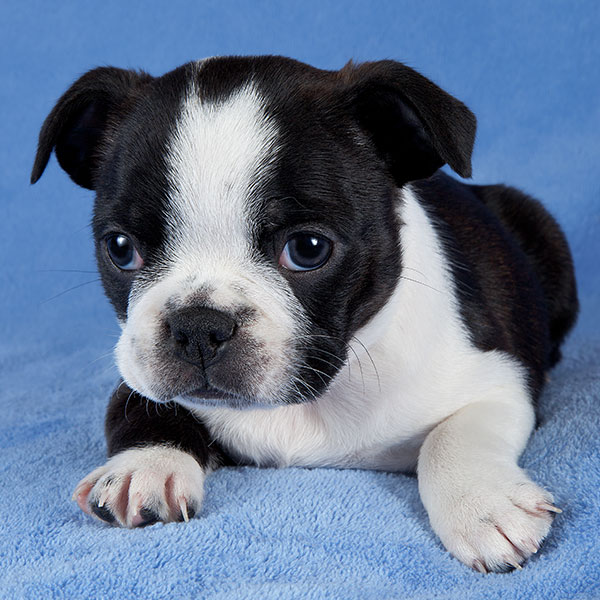 1 Boston Terrier Puppies For Sale In Phoenix AZ Uptown