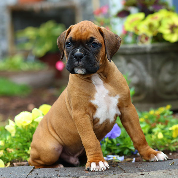 Boxer Puppies Rescue California Featured Dogs West Coast