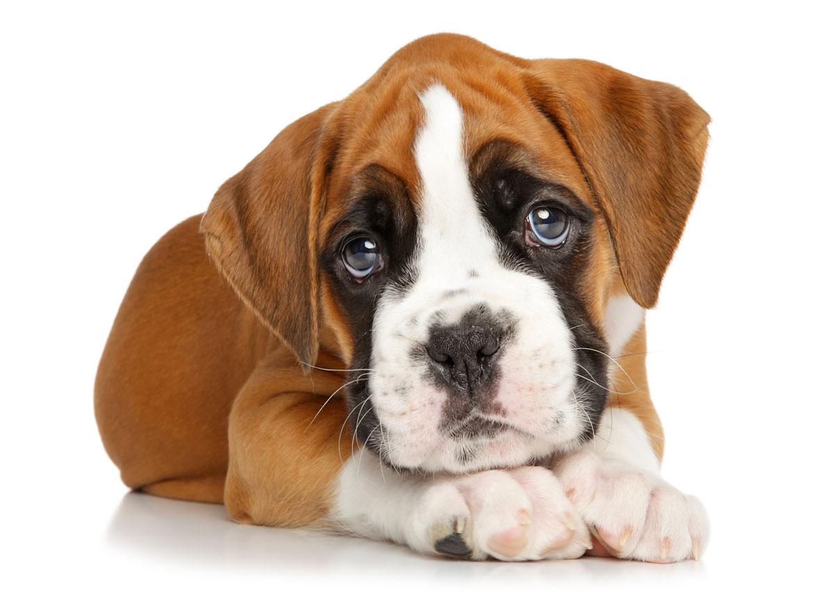 Boxer Puppies for Sale in Phoenix AZ by Uptown Puppies