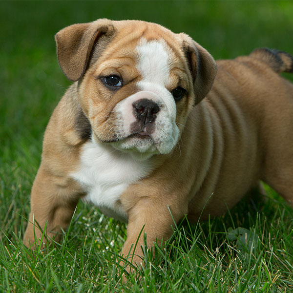 1 Atlanta GA Bulldog Puppies For Sale From Top Breeders