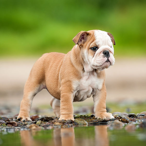 1 Atlanta GA Bulldog Puppies For Sale From Top Breeders