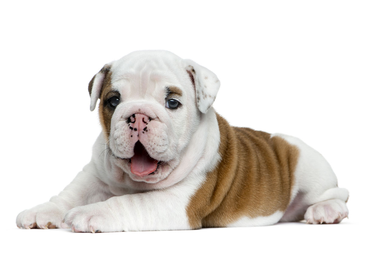 Bulldog Puppies for Sale in Columbus OH by Uptown Puppies