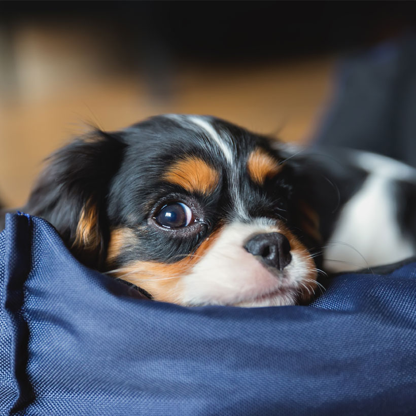 cavalier king charles puppies near me