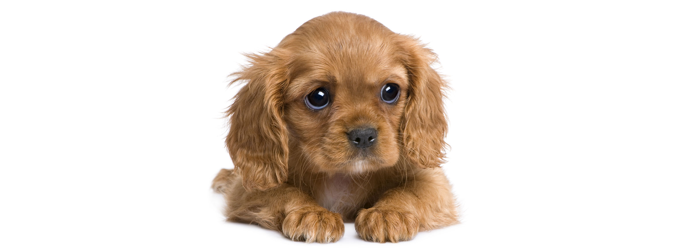 Cavalier King Charles Puppies for Sale from Vetted Breeders