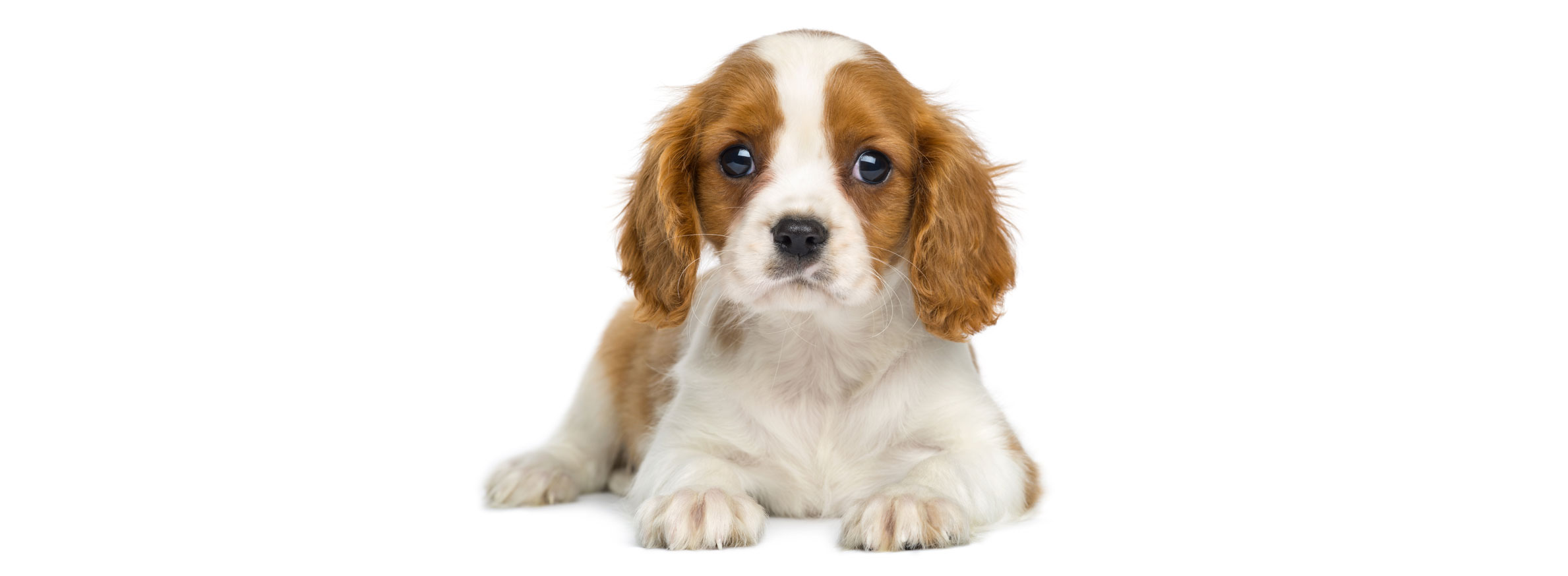 Cavalier King Charles Puppies for Sale from Vetted Breeders