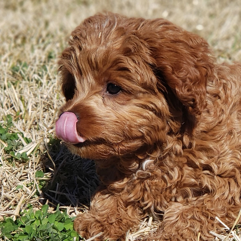 #1 | Cavapoo Puppies For Sale By Uptown Puppies