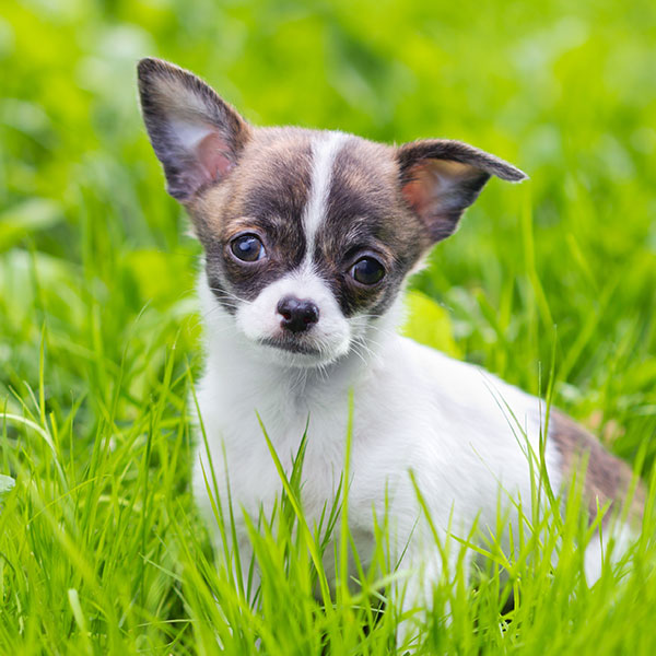 Uptown Puppies Chihuahua Breeder