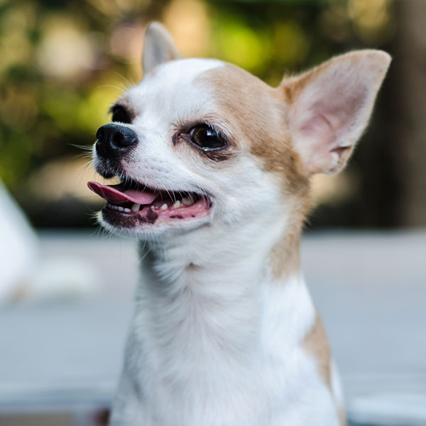 Uptown Puppies Chihuahua Breeder