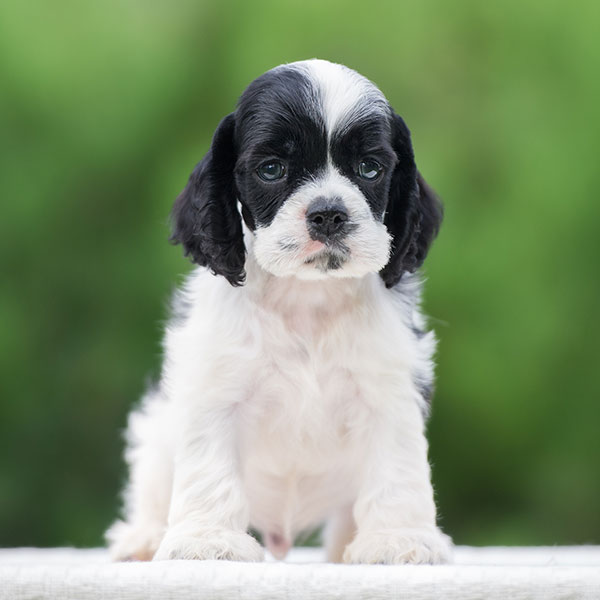 Cocker Spaniel puppies for sale