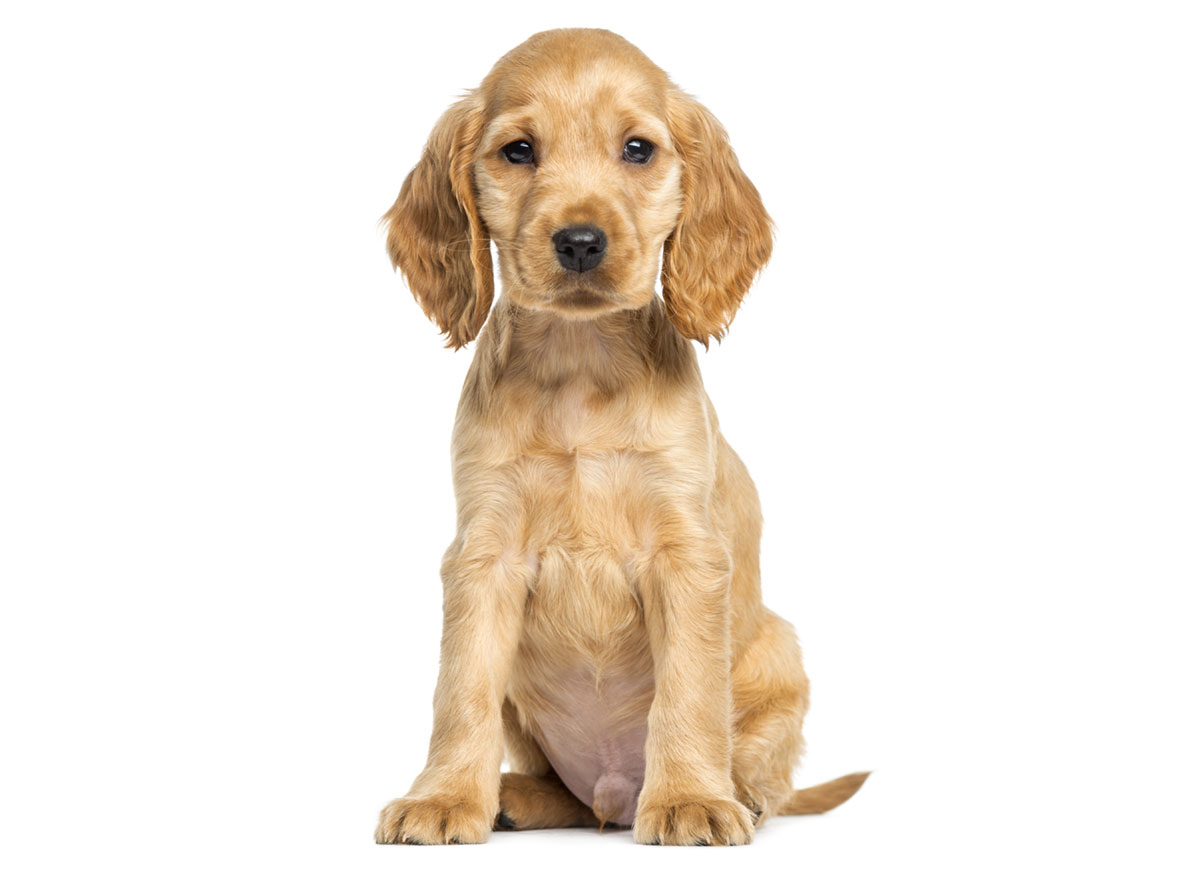 Cocker Spaniel puppies for sale by Uptown Puppies
