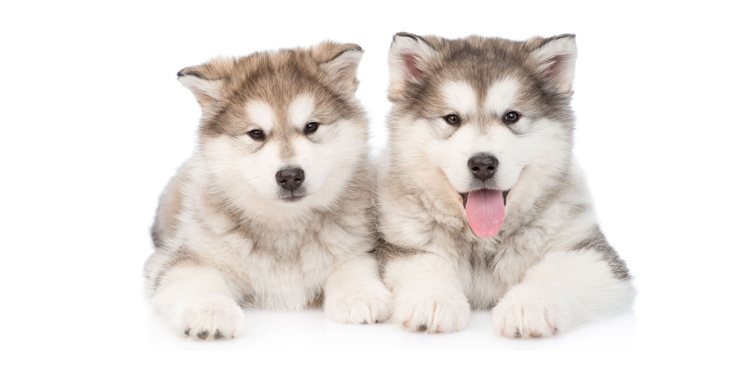 Alaskan Malamute Puppies for Sale by Uptown Puppies