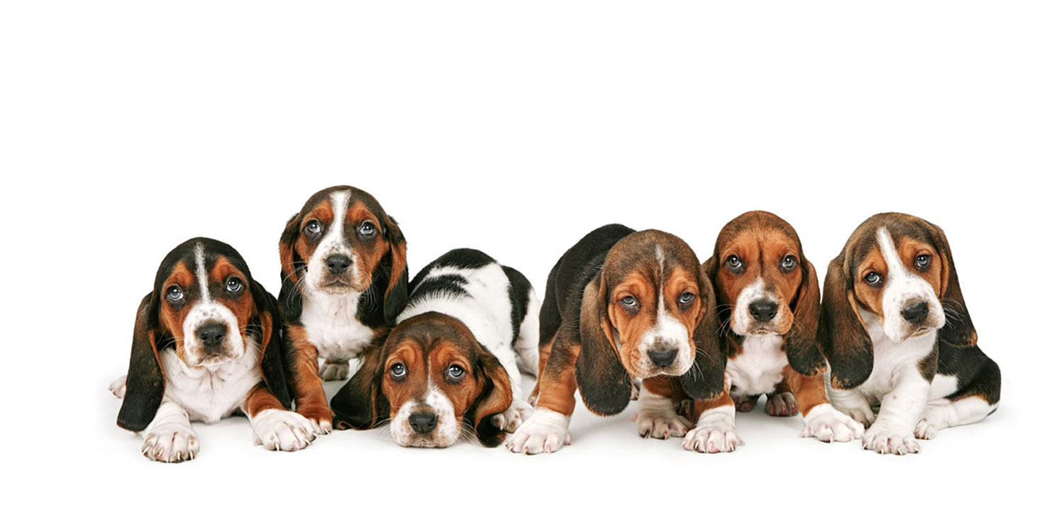 Basset Hound Puppies for Sale by Uptown Puppies