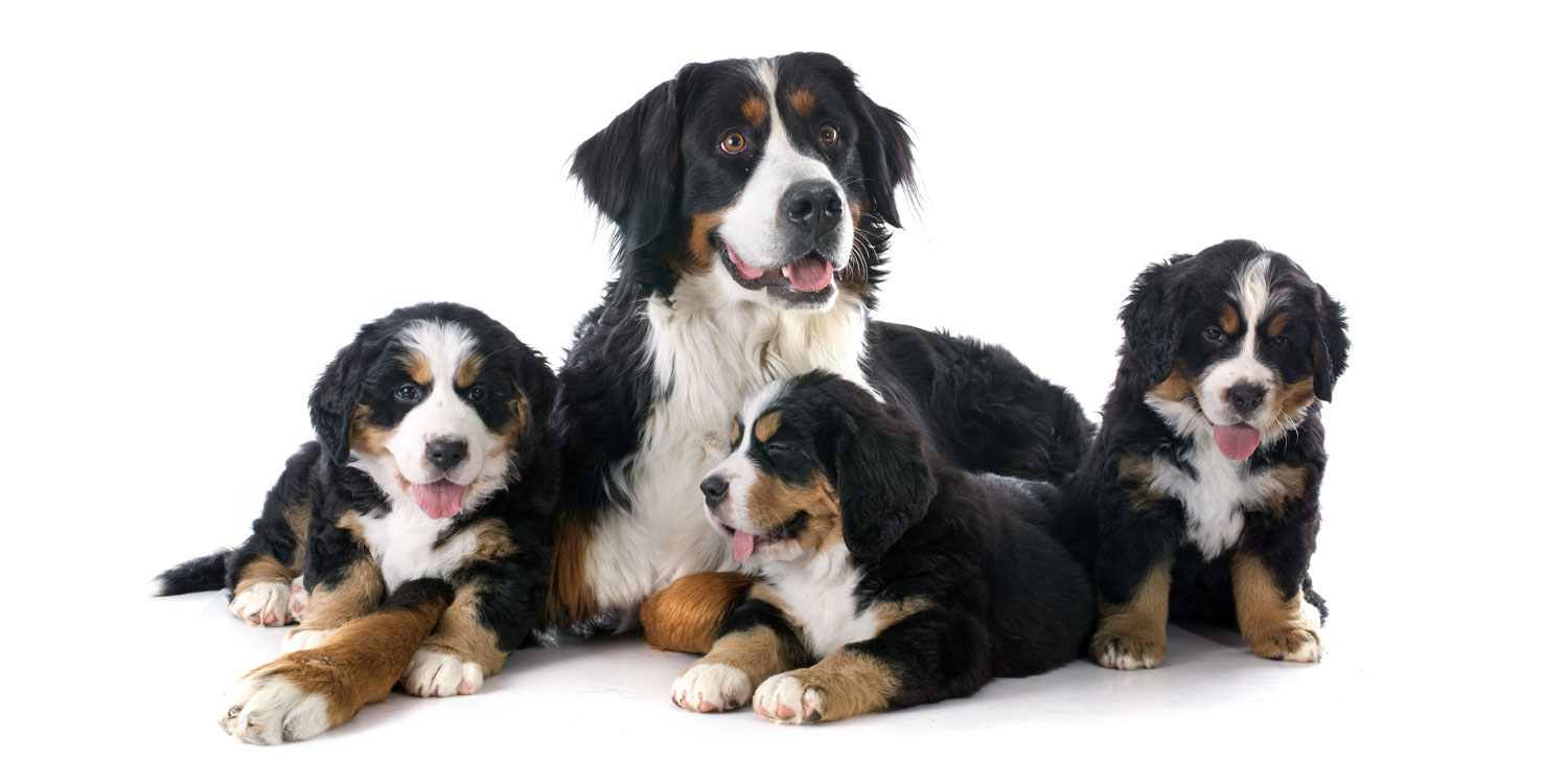 Bernese Mountain Dog Puppies for Sale by Uptown Puppies