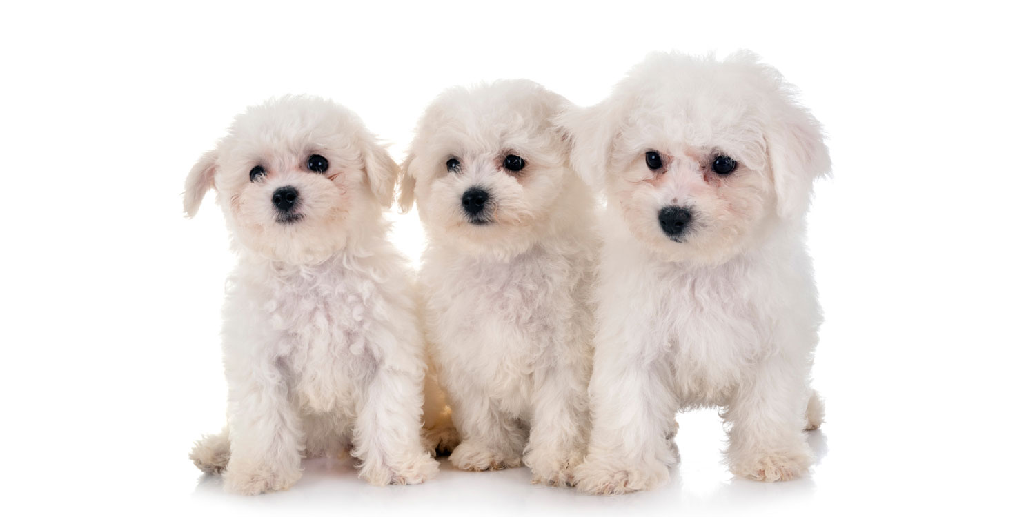 Bichon Frise Puppies for Sale by Uptown Puppies
