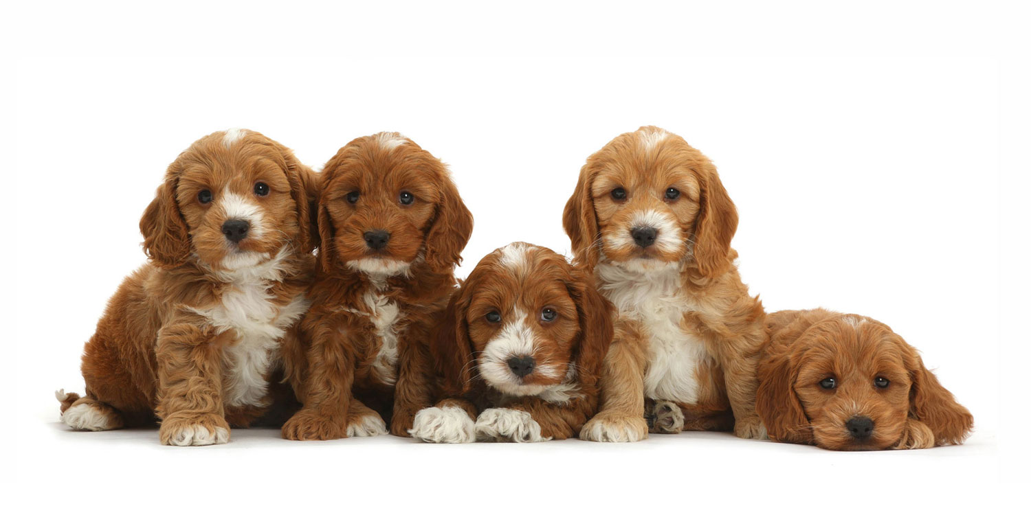 Cockapoo Puppies for Sale by Uptown Puppies