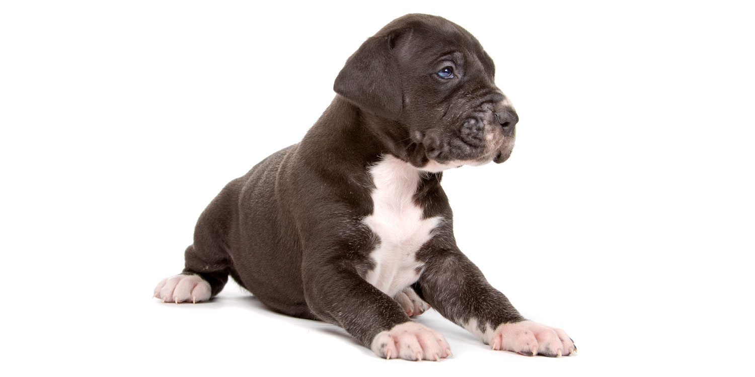 Great Dane Puppies for Sale by Uptown Puppies