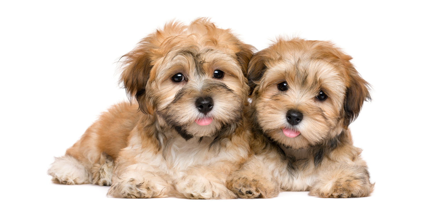 Havanese Puppies for Sale by Uptown Puppies