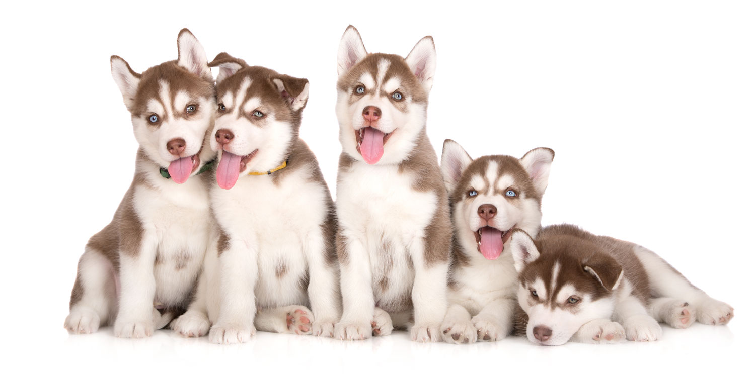 Husky Puppies for Sale by Uptown Puppies