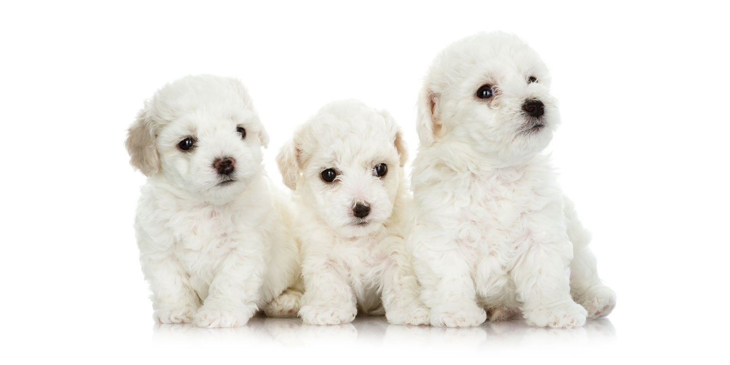 Maltese Puppies for Sale by Uptown Puppies