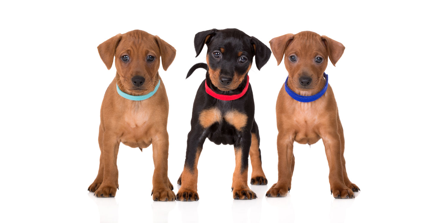 Miniature Pinscher Puppies for Sale by Uptown Puppies
