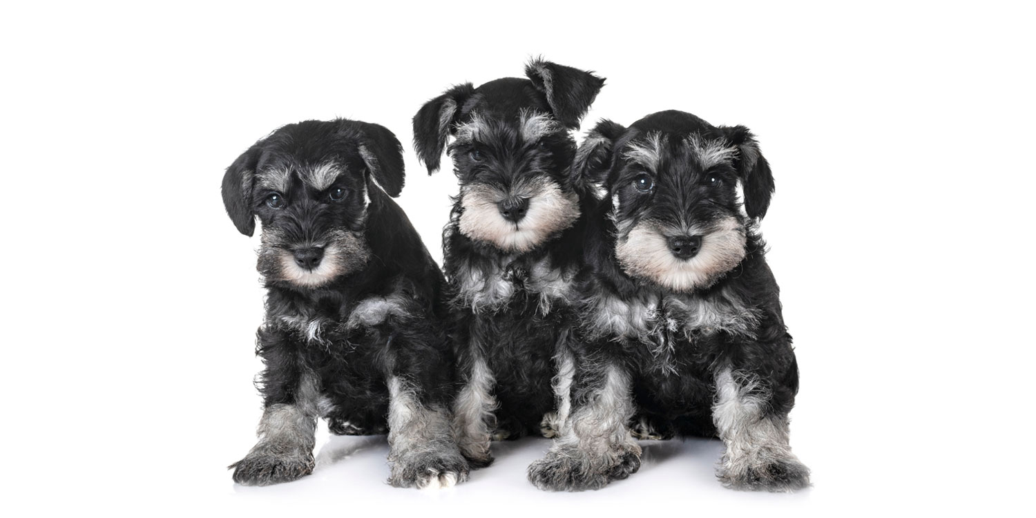 Miniature Schnauzer Puppies for Sale by Uptown Puppies