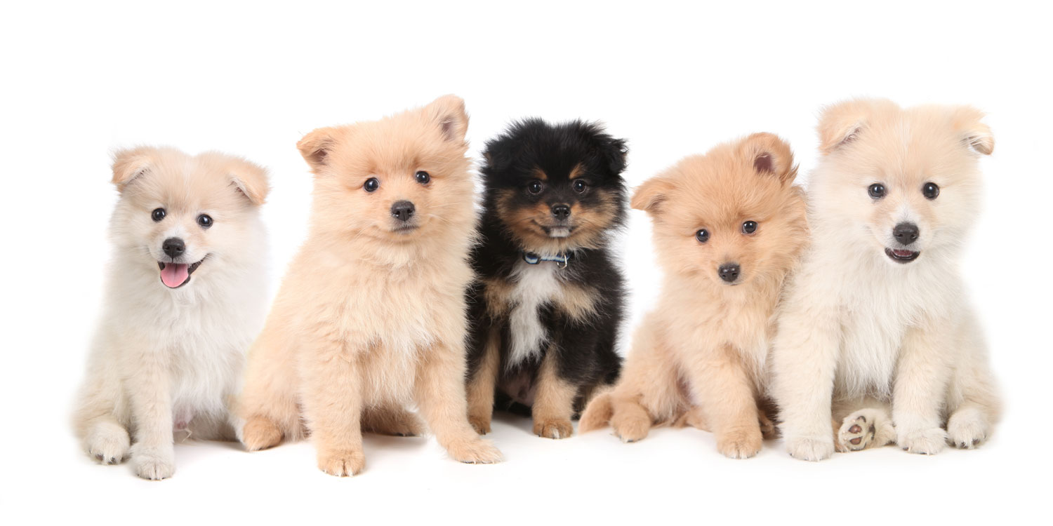 Pomeranian Puppies for Sale by Uptown Puppies