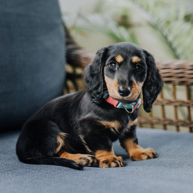 1 Dachshund Puppies For Sale In Seattle Uptown Puppies