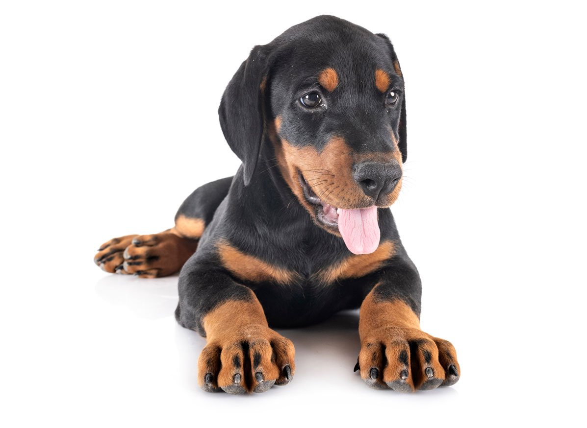 Doberman Puppies for Sale in Orlando FL by Uptown Puppies