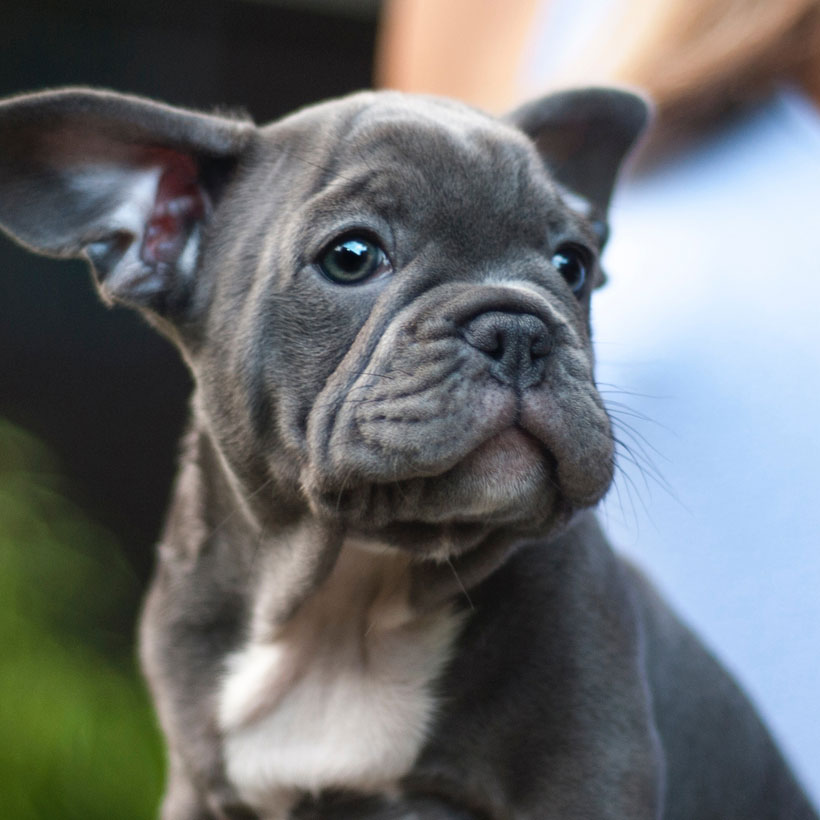 1 | French Bulldog Puppies For Sale In San Jose | Uptown