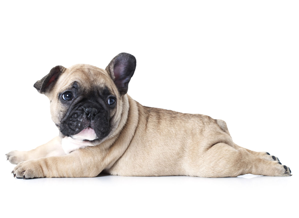 French Bulldog Puppies for Sale by Uptown Puppies