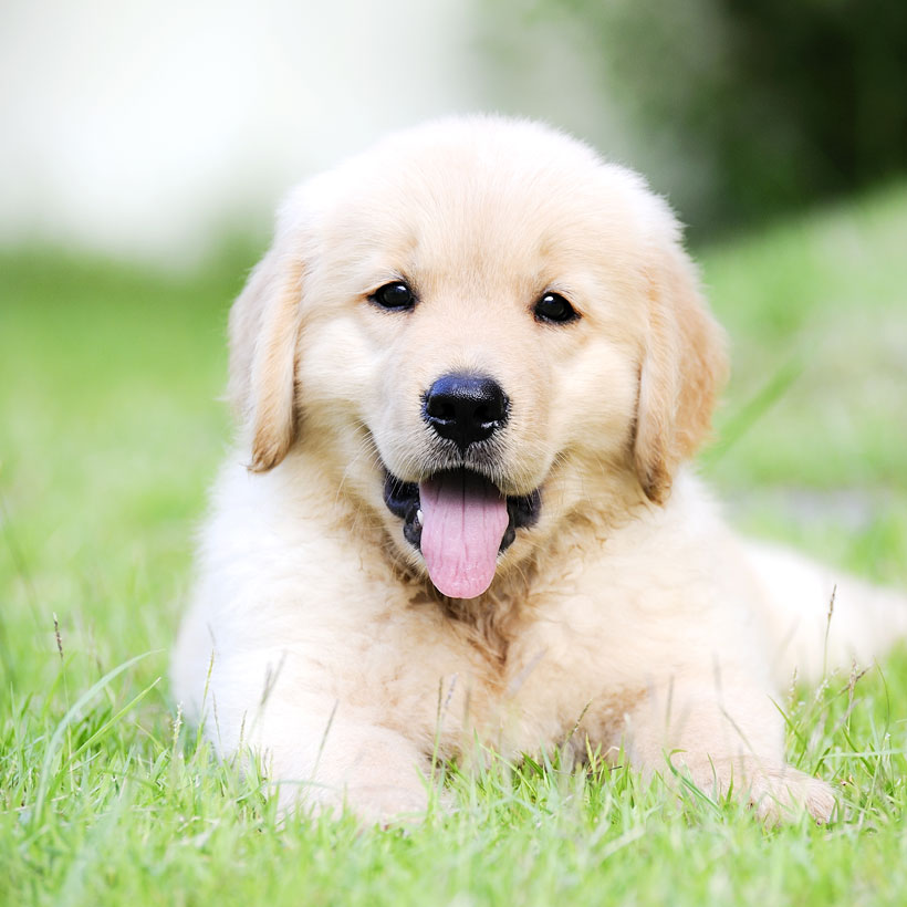1 Golden Retriever Puppies For Sale In Seattle Wa