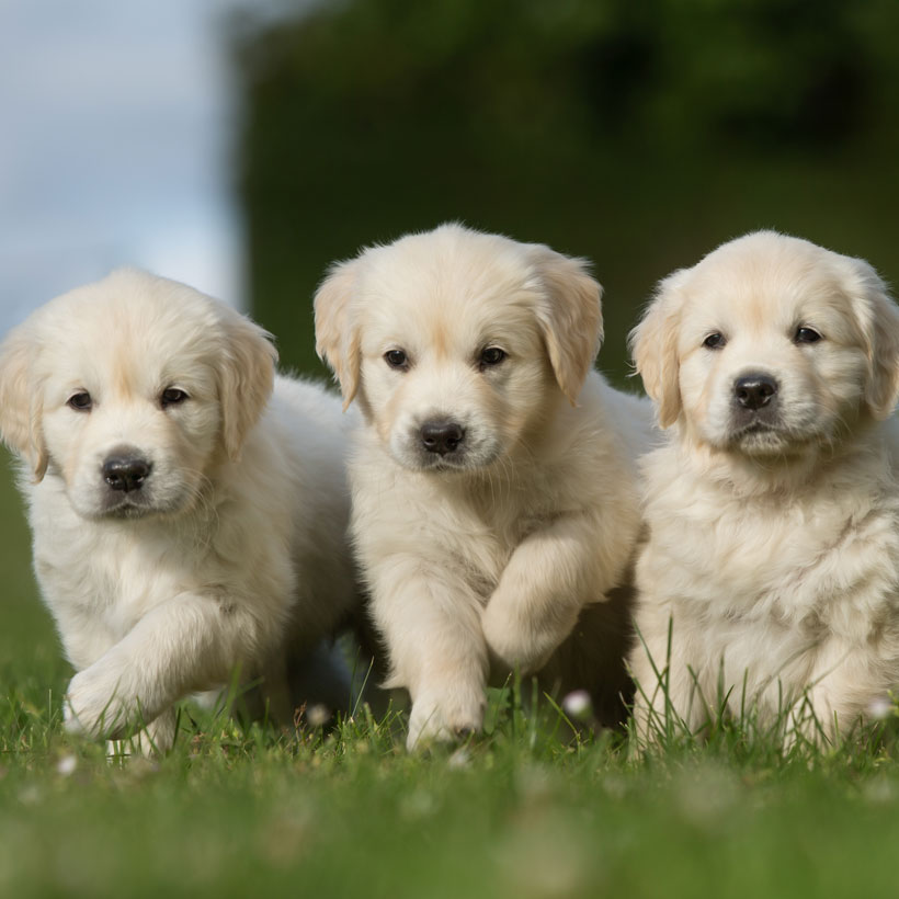 1 Golden Retriever Puppies For Sale In Florida 1 Golden Retriever Puppies For Sale In Florida